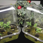plants-in-space